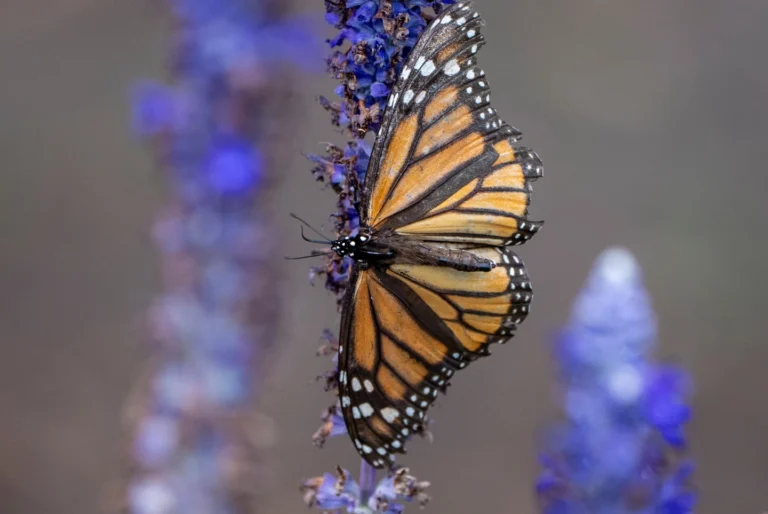 Trump Administration Ends Automatic Protections for Threatened Species, Sparking Conservation Concerns