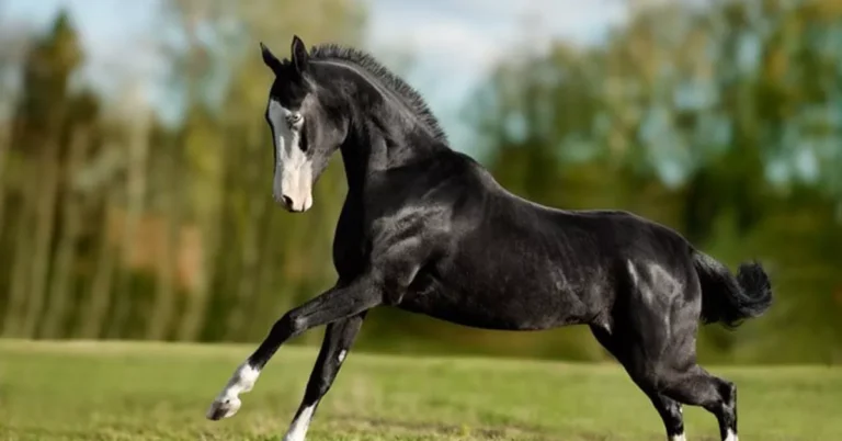 World Beauty & Equestrian Championship in Netherlands, Sept. 4–6
