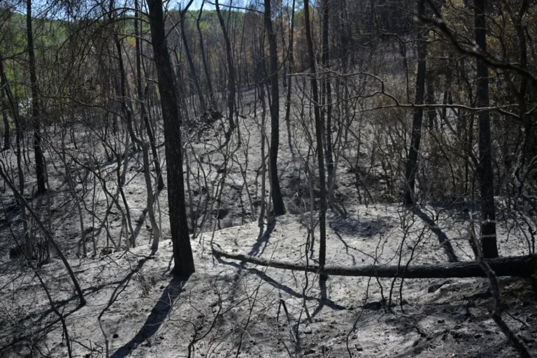 Wildfires